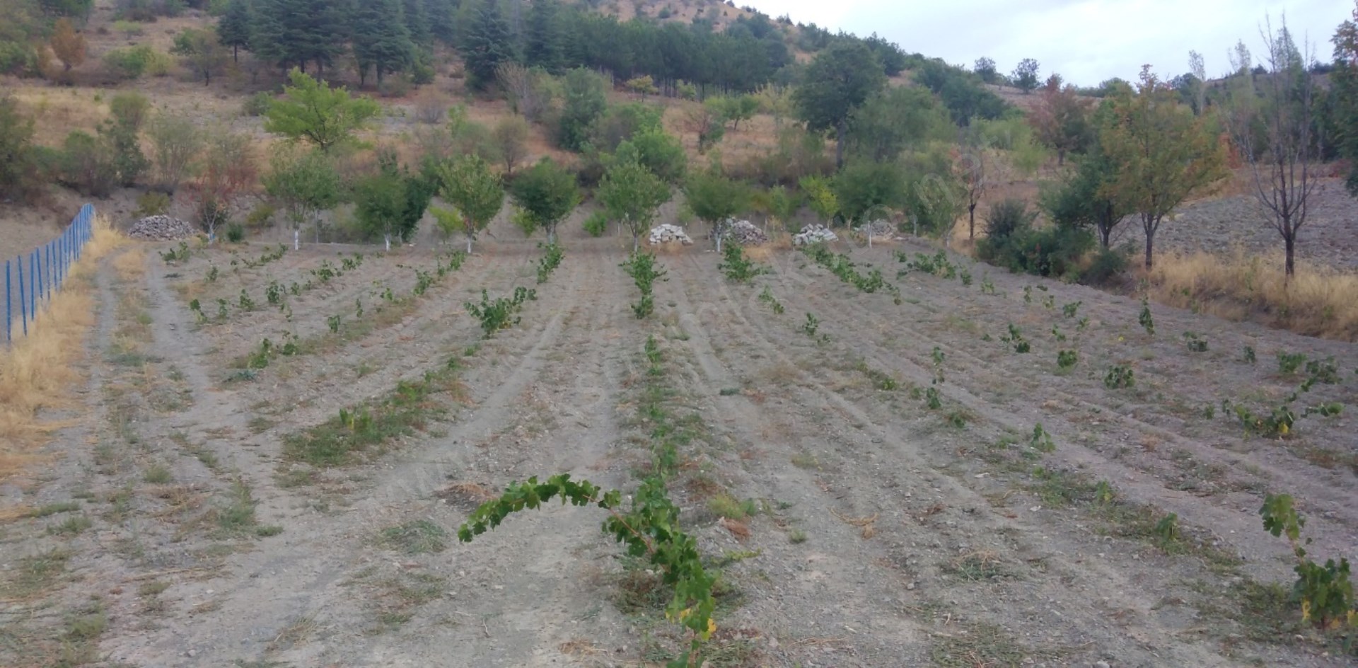 Satlık bahçe